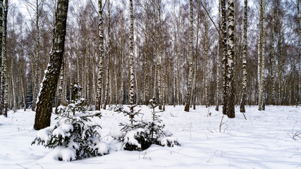 Zima w Narwiańskim Parku Narodowym