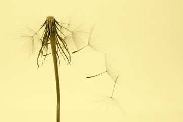 dandelion and its flying seeds on a yellow background
