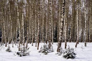 Zima w Narwiańskim Parku Narodowym © podlaski49