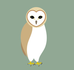The barn owl.