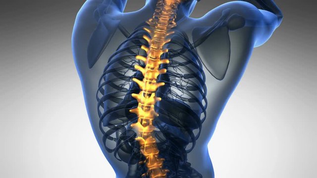 backbone. backache. science anatomy scan of human spine bones glowing
