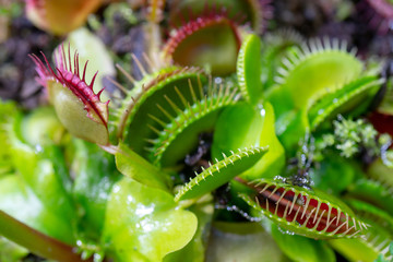 carnivorous predatory plant Venus flytrap - Dionaea muscipula.