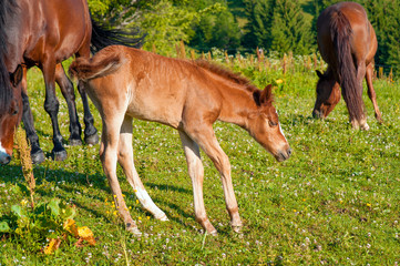 Foal with horse mom on the farm graze. Brown mare and foal grazing together in a pasture in the Carpathians in the summer.