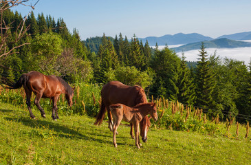 Obraz na płótnie Canvas Foal with horse mom on the farm graze. Brown mare and foal grazing together in a pasture in the Carpathians in the summer.
