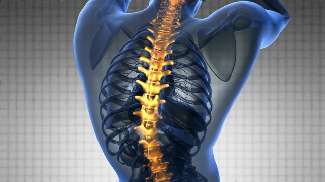 backbone. backache. science anatomy scan of human spine bones glowing
