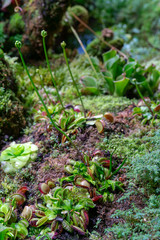 carnivorous predatory plant Venus flytrap - Dionaea muscipula.
