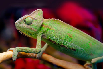 Green chameleon on the branch.