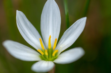 タマスダレの花