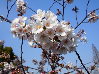 桜