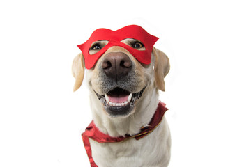 DOG SUPER HERO COSTUME. LABRADOR CLOSE-UP WEARING A RED MASK AND A CAPE.  CARNIVAL OR HALLOWEEN....