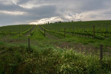 Fototapeta na wymiar vineyard in chianti, italy