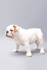  British Bulldog Puppy Photoshoot