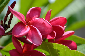 Pink-Yellow color flower of Pagoda or Temple tree (Plumeria rubra L., Apocynaceae) in Brazil. Beautiful bright colorful flower with dark green leaves background and free space.