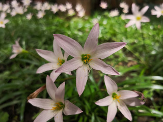 Bouquet of cute soft pink flowers with yellow stamens covered in pollen. Rain lily, Zephyranthes. Ornamental garden with meadow field.