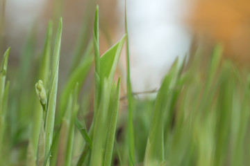 Obraz premium Closeup of a lily of the valley, Concallaria majalis not yet in bloom