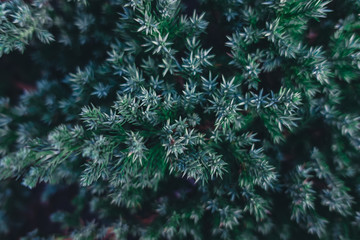 Beautiful nature background of vertical garden with tropical green leaf
