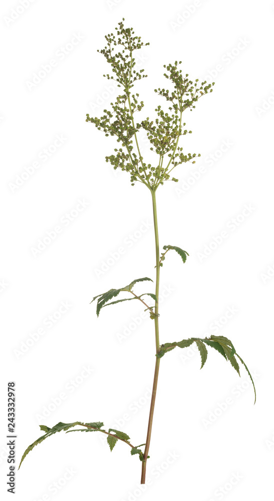 Wall mural overblown meadowsweet, filipendula ulmaria isolated on white background