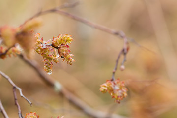 Blooming sweetgale, Myrica gale 