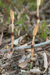 Closeup of fertile field horsetail