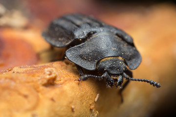Macro photo of Peltis grossa on polypore.