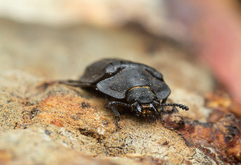Macro photo of Peltis grossa on polypore.