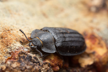 Macro photo of Peltis grossa on polypore.