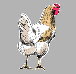 hen 02 © Agata Sobczyk