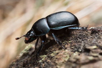 Dor beetle, Anoplotrupes stercorosus, macro photo