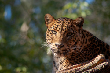 Leopardo © Antonio ciero