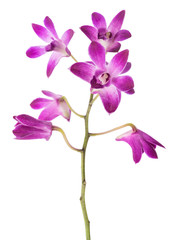 Fototapeta na wymiar pink rock orchid