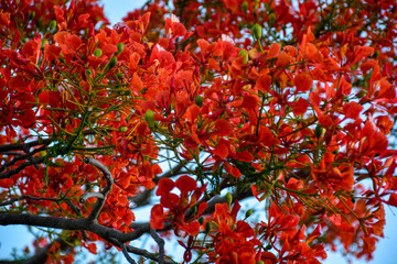 Beautiful landscape, vegetation, Delonix royal tree with red blooming flowers, against a blue sky with sunset at Brazil&acute;s Northeast. 