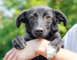 black puppy holding a human hand