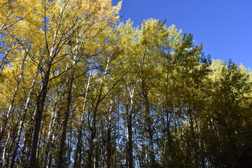 Fototapeta premium couleur d'automne