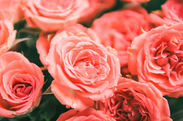Coral roses in a bouquet. Floral background