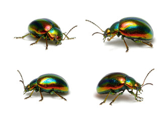 Green beetle isolated on white