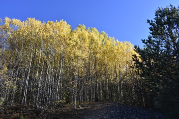 Fototapeta premium couleur d'automne