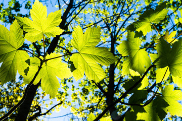 Lime green maple shaped leaves