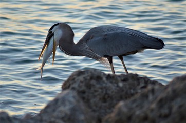 Heron fishing