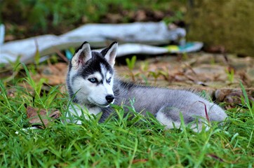 Husky