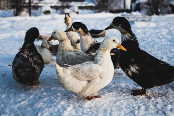 a flock of geese walks on a winter day