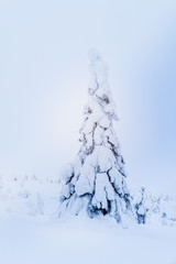 Snowy tree Finland