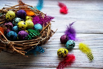 Colored colored quail eggs, with colorful feathers on white wooden background, happy Easter concept