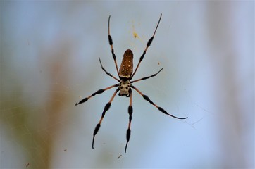 Spider