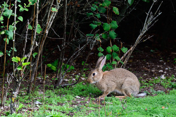 Wildkaninchen in Schweden im Herbst
