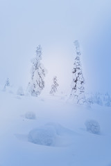 Snowy trees Lapland