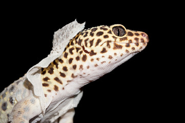 Fototapeta premium Isolated Close Up Shot of Leopard Gecko Shedding Skin