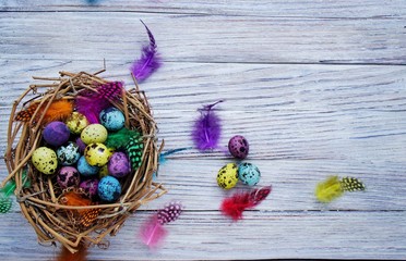Colored colored quail eggs, with colorful feathers on white wooden background, happy Easter concept