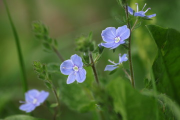 Fioletowe kwiaty na tle rozmytej łąki © Seance_Photo_Sylwia