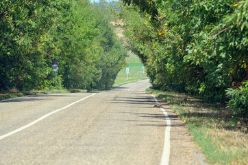 Obraz premium road forest