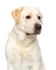Labrador retriever Dog on Isolated White Background in studio